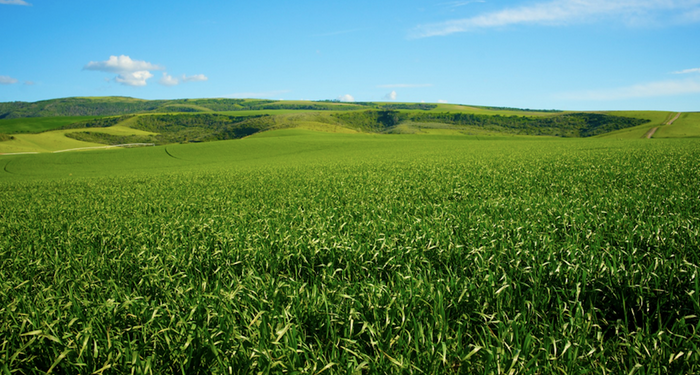 Researchers Learn How a 'Crop-Killing' Bacterium Infects ...