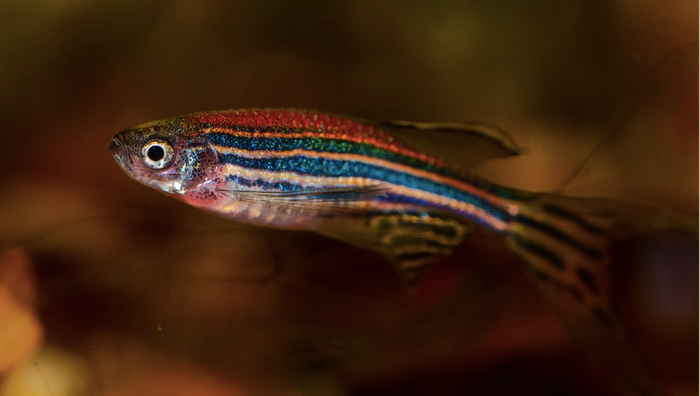 A zebrafish / Image credit: Max Pixel