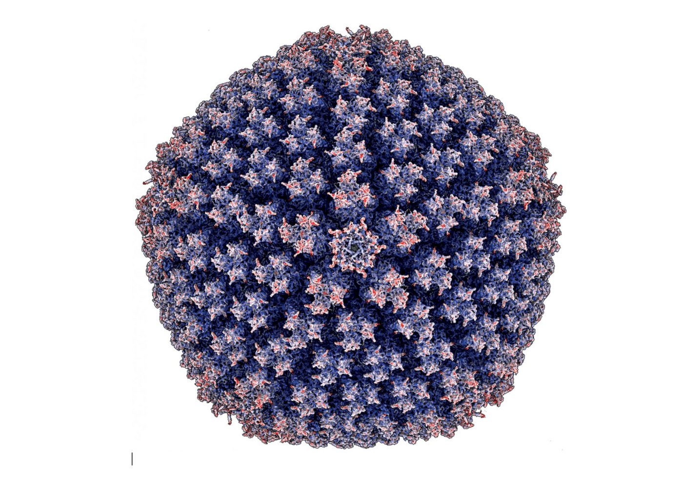 Illustration from cryo-electron microscope image of the enteric adenovirus HAdV-F41. / Credit:  Image: Karim Rafie