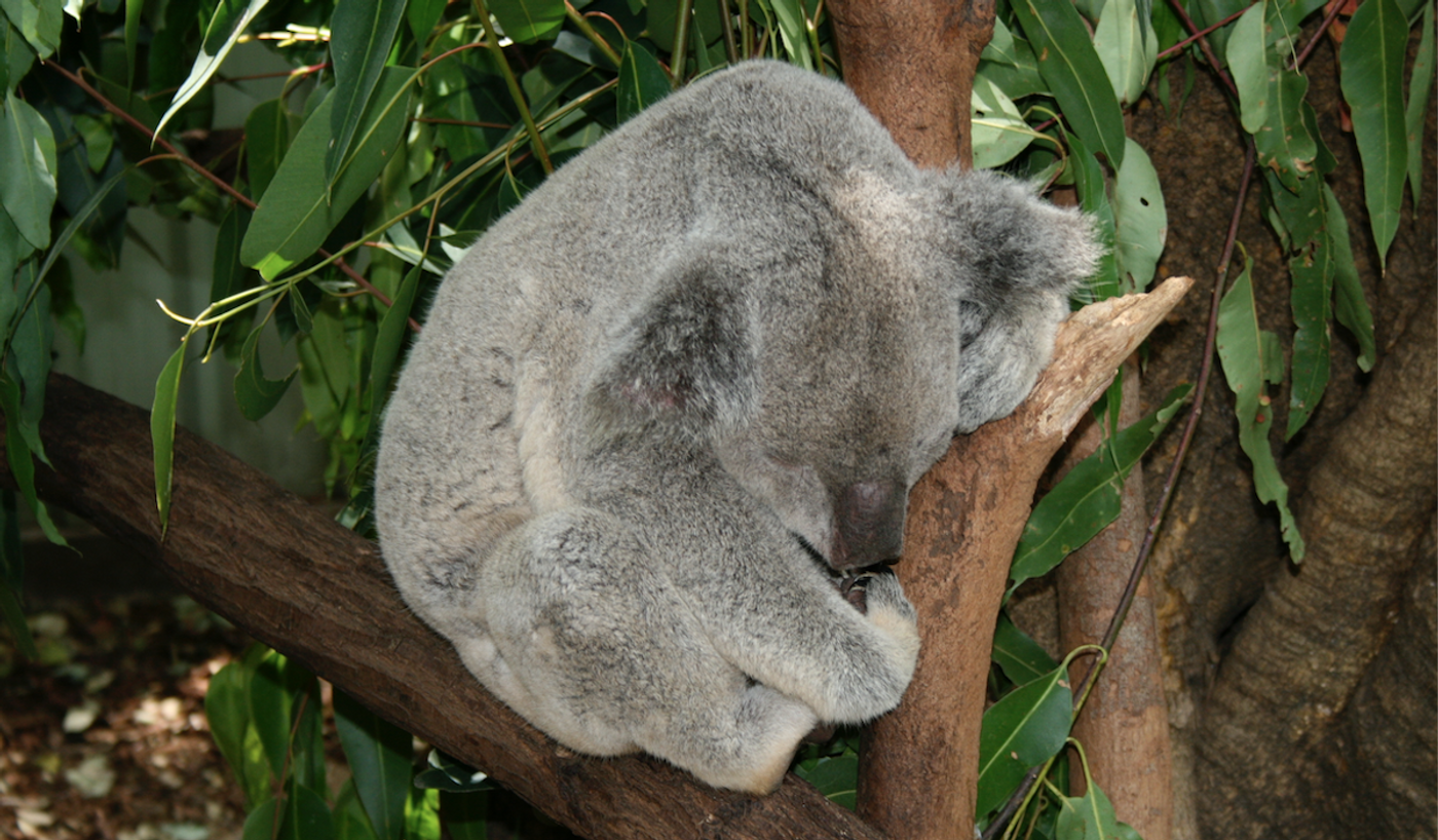 Koala in a Brisbane-area sanctuary / Credit: ©Carmen Leitch