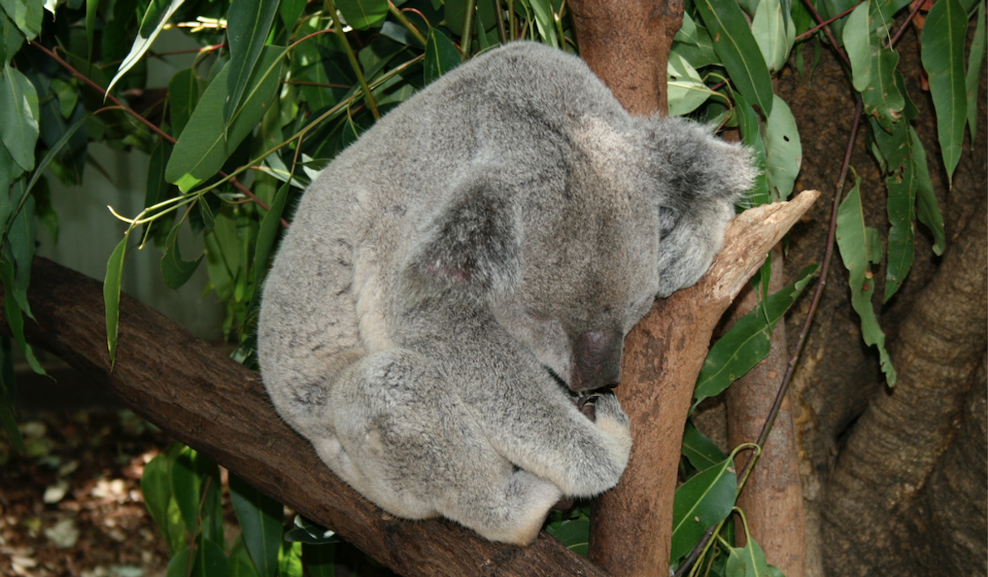 Australia's efforts to bring koalas back from the brink of extinction