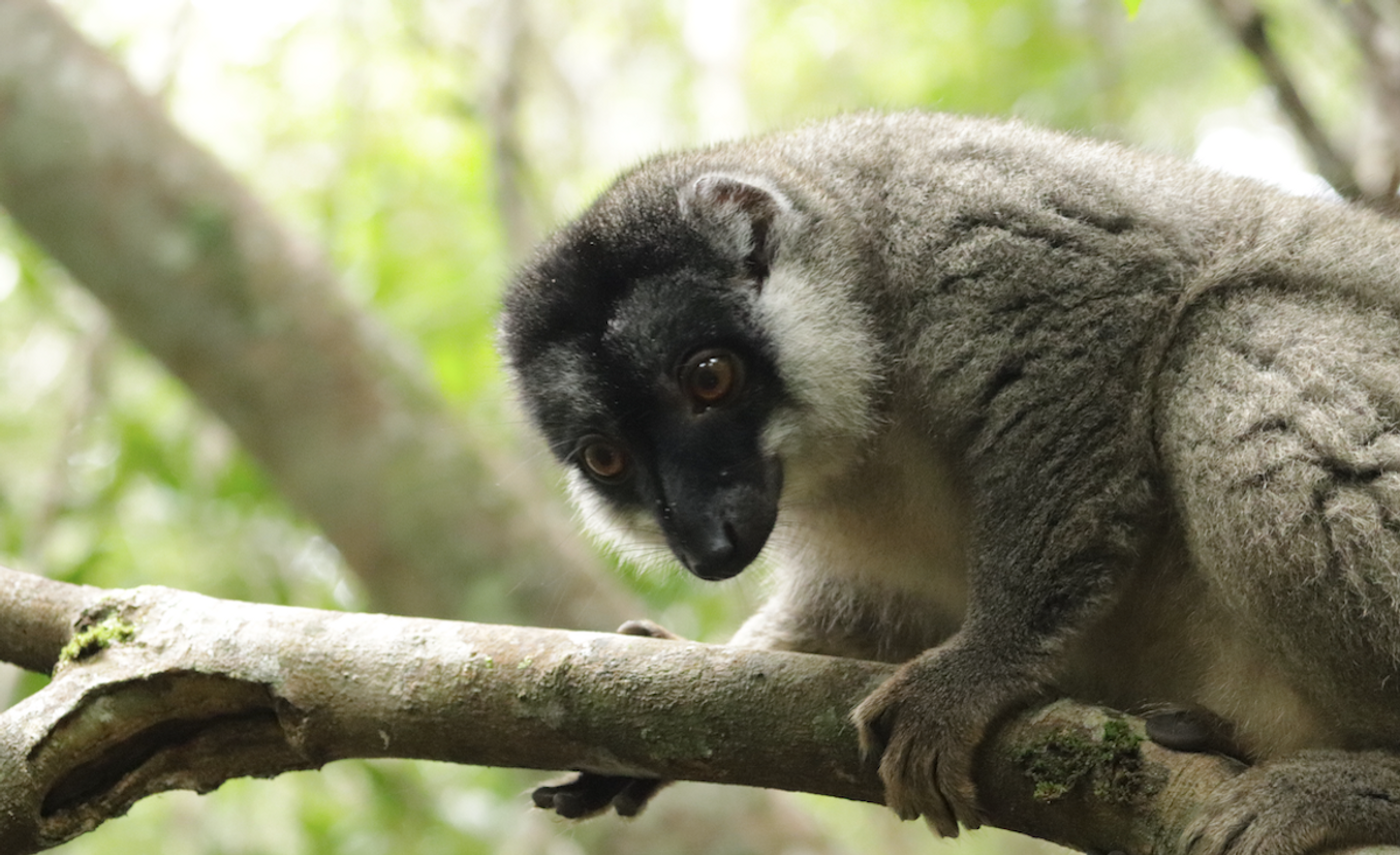 Wild lemur in Madagascar / Credit: Carmen Leitch