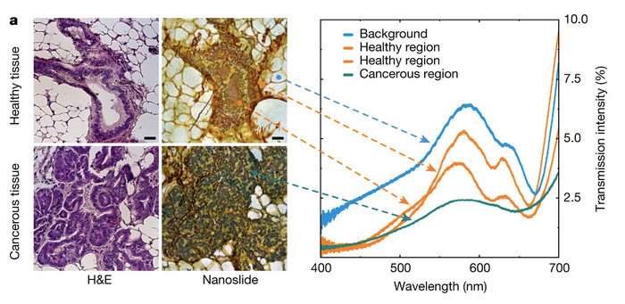 Healthy and cancerous tissue on (left) regular glass slides treated with H&E staining, and (right) NanoMslides, and a graph of the spectral characteristics of those images is seen in this panel from Balaur, E et al, Nature 2021