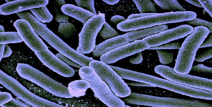 Gut Microbes that Release Histamine Worsen IBS Pain | Cell And ...