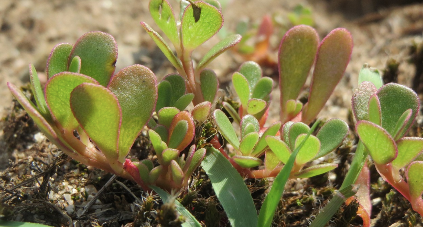 Purslane / Image credit: Pixabay