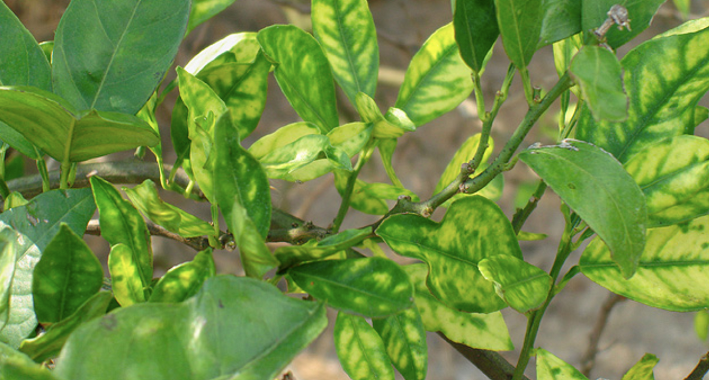 Orange tree leaves with some symptoms of Huanglongbing, or citrus greening / Credit: USDA / Photo credit: Tim Gottwald. 