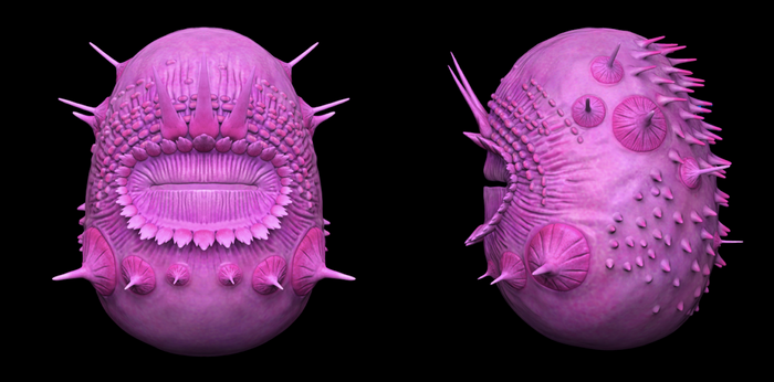 Saccorhytus, front and side views / Image credit: Philip Donoghue et al
