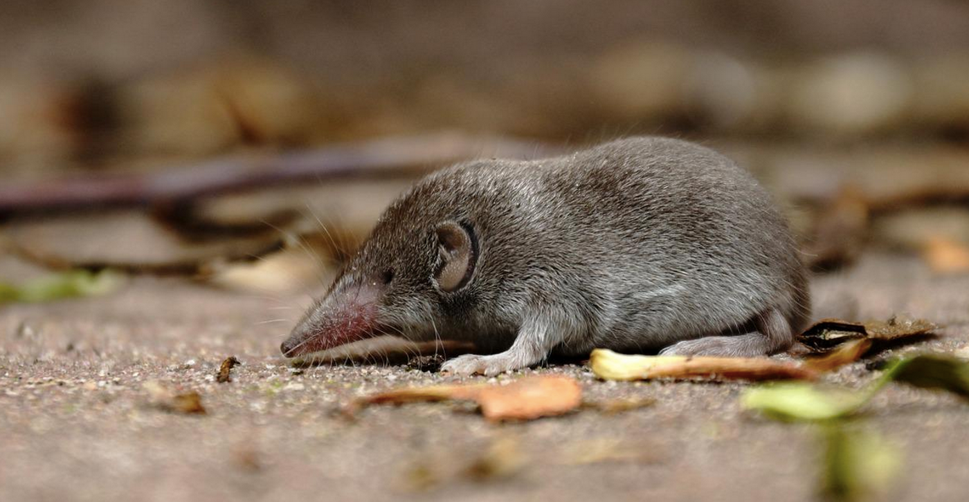 Shrew Image credit: Pixabay