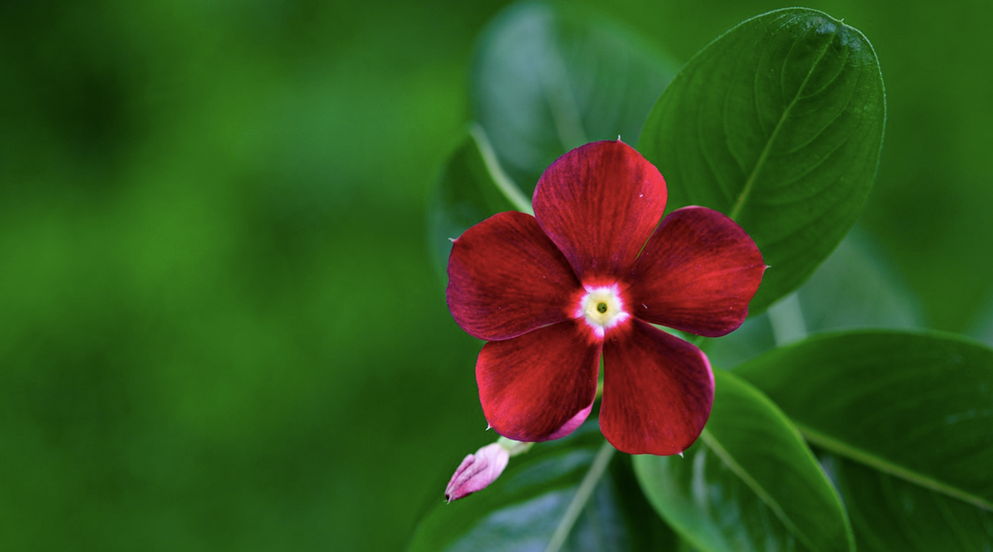 Madagascar periwinkle / Image credit: Pixabay