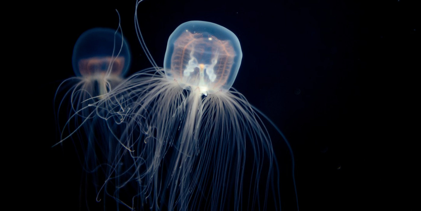 immortal jellyfish