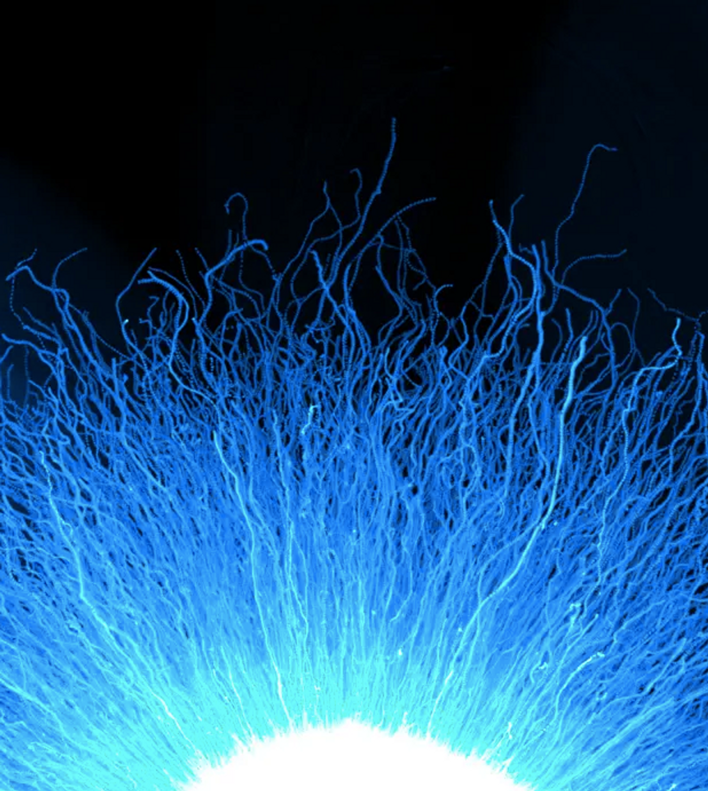 Trajectories of dendritic cells (blue) projected over several hours during an experiment that highlighte their robust directional migration. / Credit: © Jonna Alanko/Science Immunology