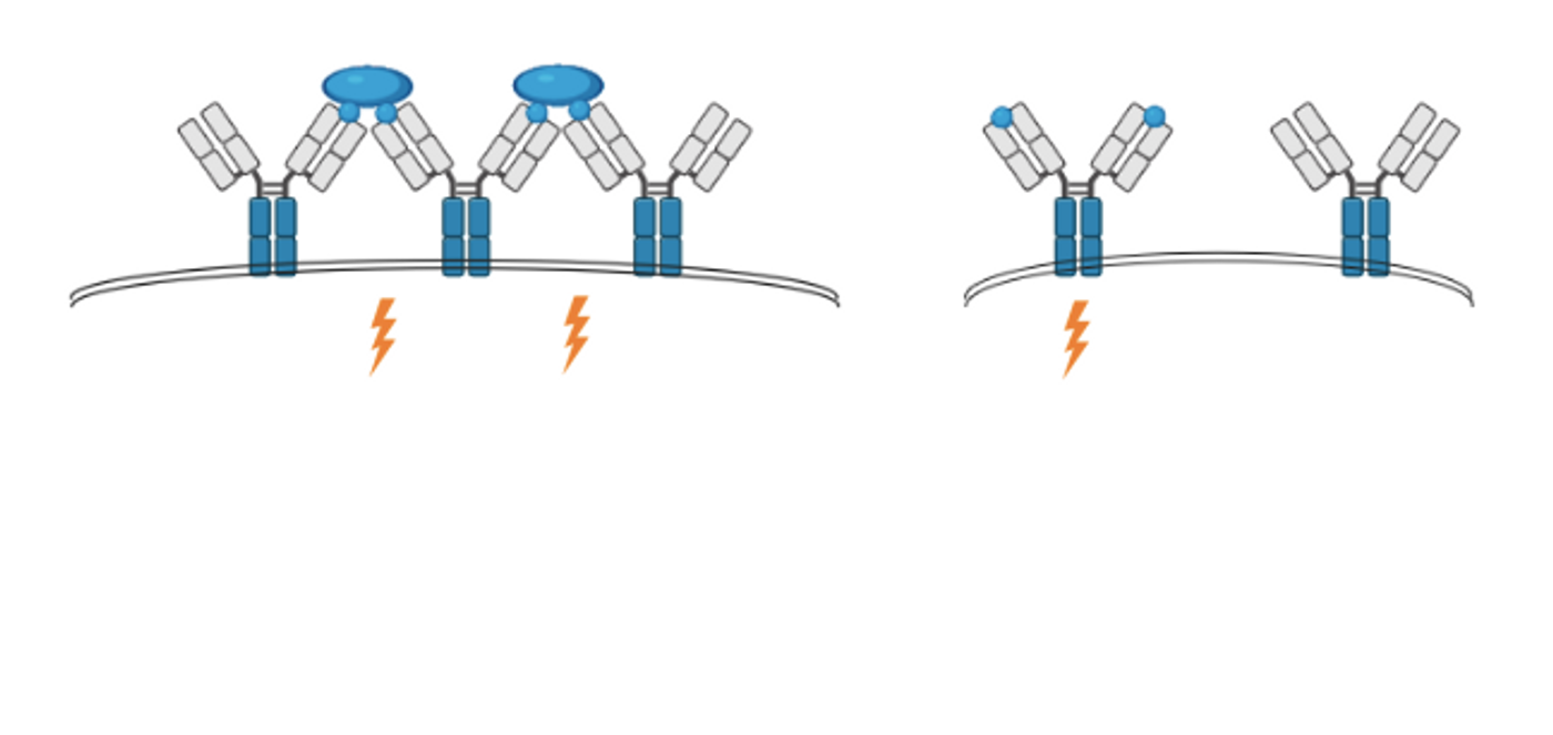 This oversimplified model shows the old model for B cell activation on the left, in which multiple receptors had to bind an antigen to trigger activation. The newly proposed activation step for B cells is on the right, and shows how only one antigen needs to bind to a receptor to initiate activation. This basic illustration was created in BioRender by Carmen Leitch, and is based on one by Professor Søren E. Degn.