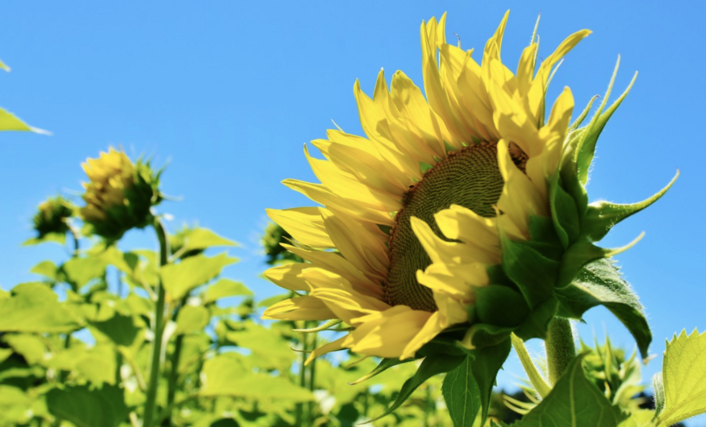 Sunflower Night Light. No Blue Light, Motion Activated Perfect for