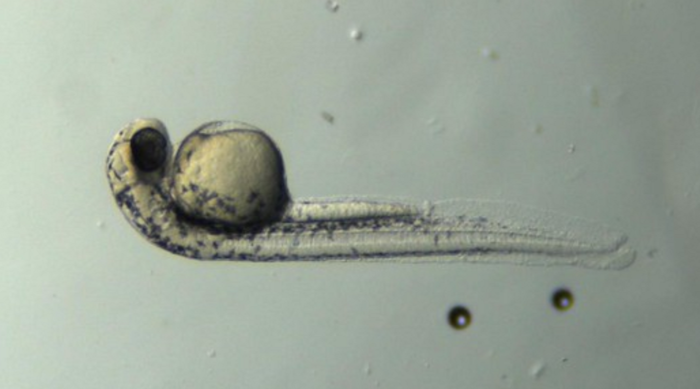 It's Electric! Eels Can Move Genetic Material to Other Animals