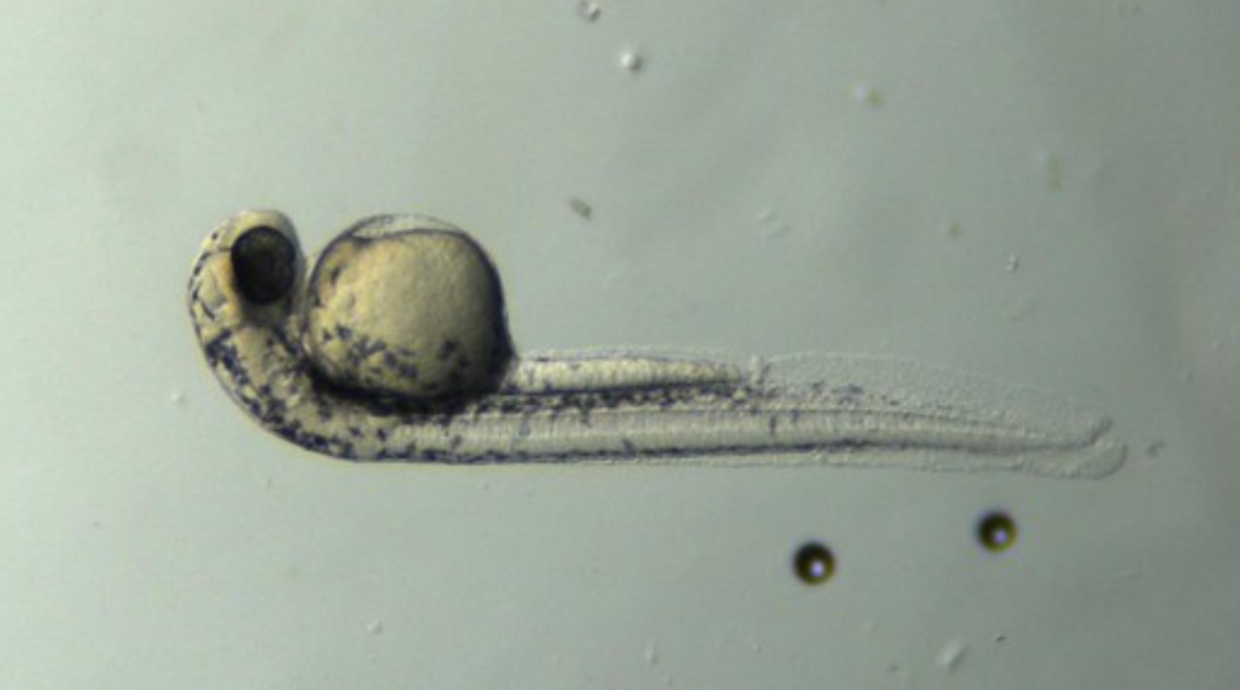 Zebrafish larva / Credit: Carmen Leitch