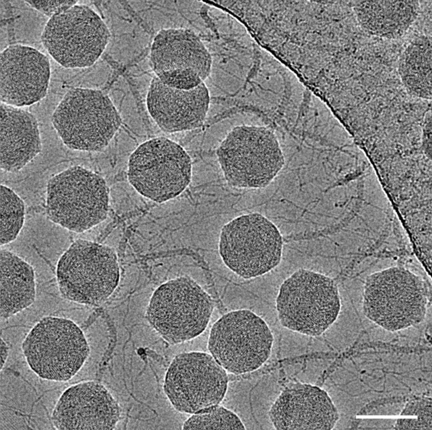 An electron micrograph (taken with a transmission electron microscope) of the DT57C bacteriophage. Scale bar: 80 nanometers / Credit: OIST