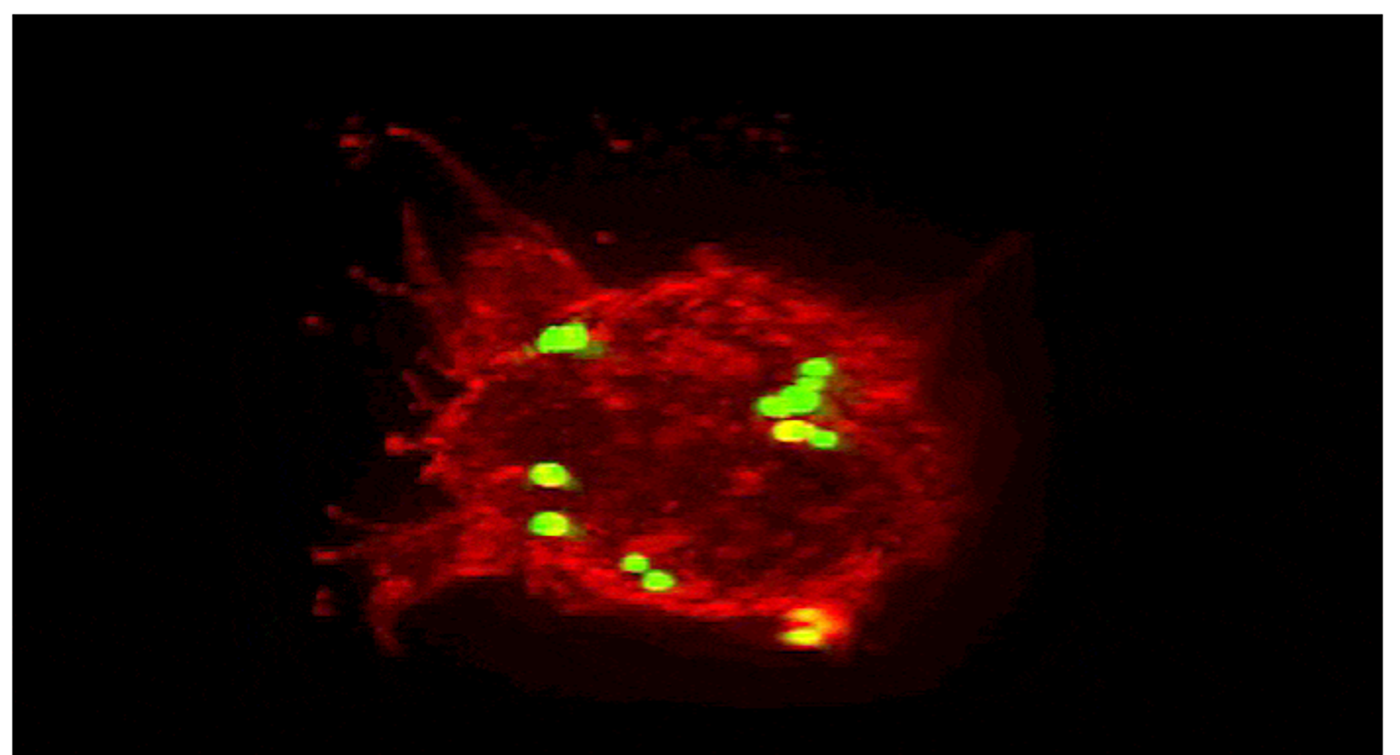Summoned by lysibody molecules, large immune cells called macrophages (red) engulf Staphylococcus aureus bacteria (green).