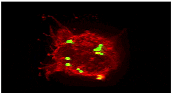 Summoned by lysibody molecules, large immune cells called macrophages (red) engulf Staphylococcus aureus bacteria (green).