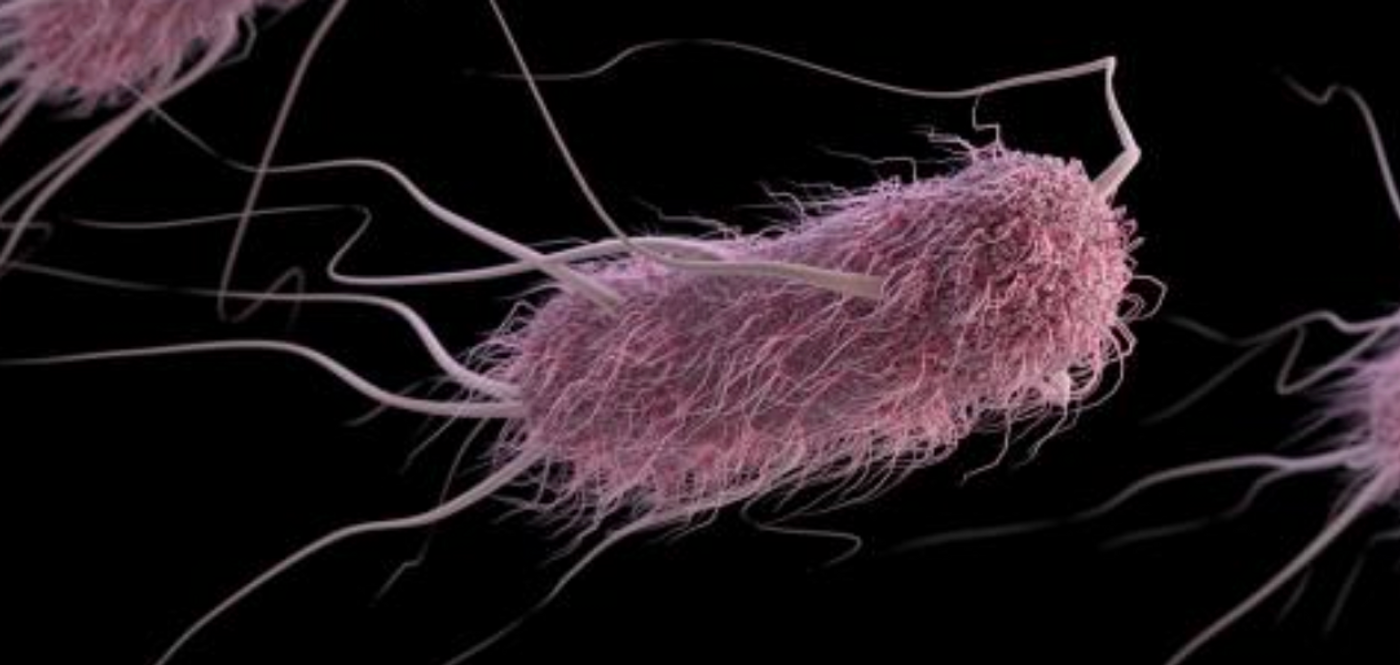 A three-dimensional (3D), computer-generated image of extended-spectrum ß-lactamase-producing (ESBLs) Escherichia coli. / Credit: CDC/ Antibiotic Resistance Coordination and Strategy Unit / Photo Credit: Alissa Eckert - Medical Illustrator