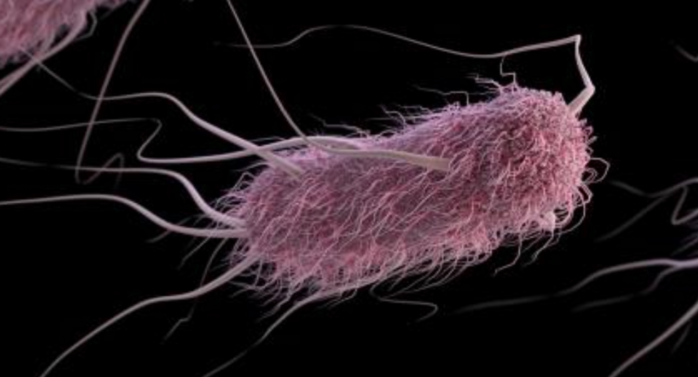 A 3D, computer-generated illustration, based on SME imagery, of extended-spectrum ß-lactamase-producing (ESBLs) Enterobacteriaceae bacteria, in this case, Escherichia coli.  / Credit: CDC/ Antibiotic Resistance Coordination and Strategy Unit / Alissa Eckert - Medical Illustrator