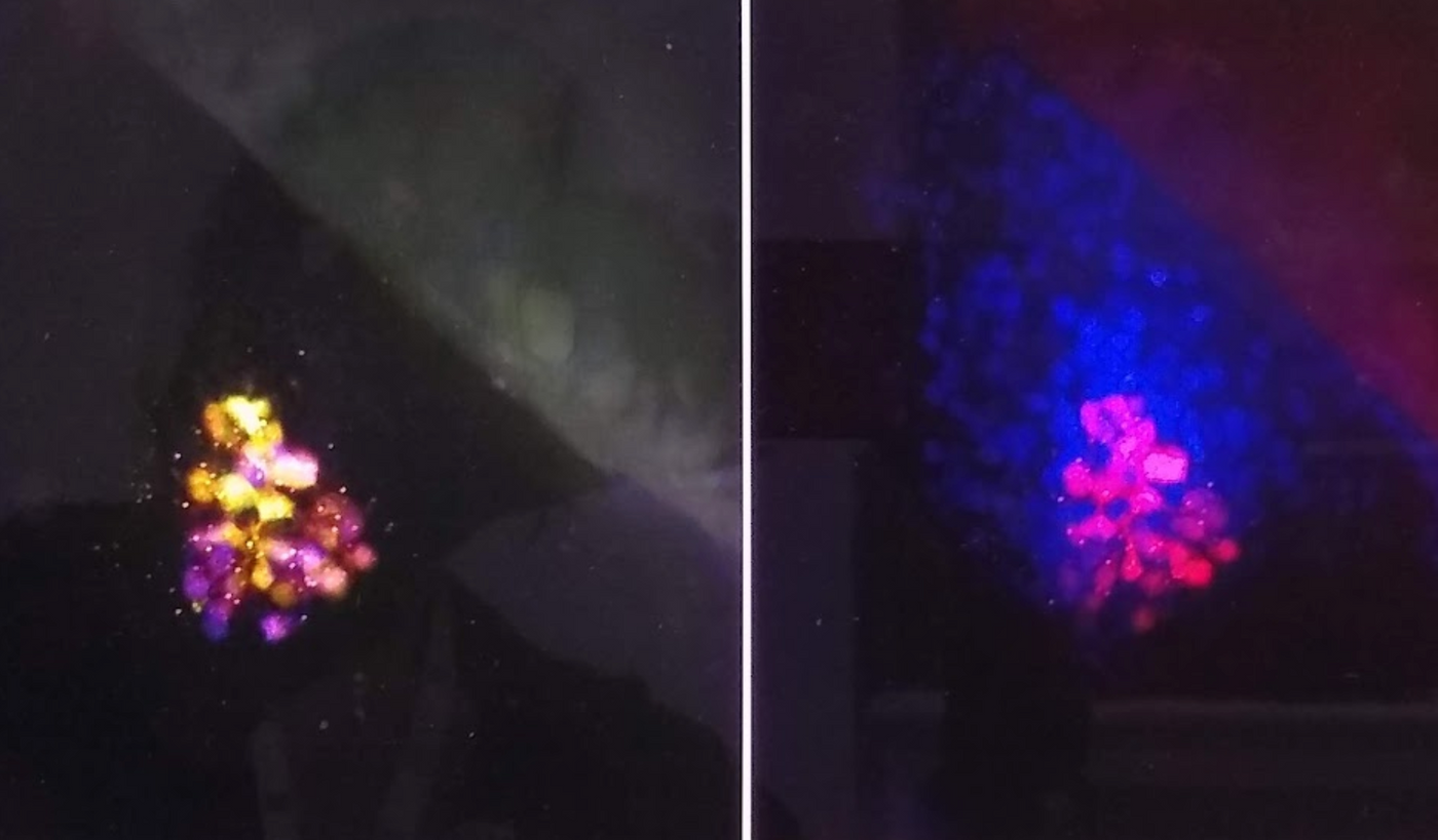 Mouse pancreas / Credit: Carmen Leitch