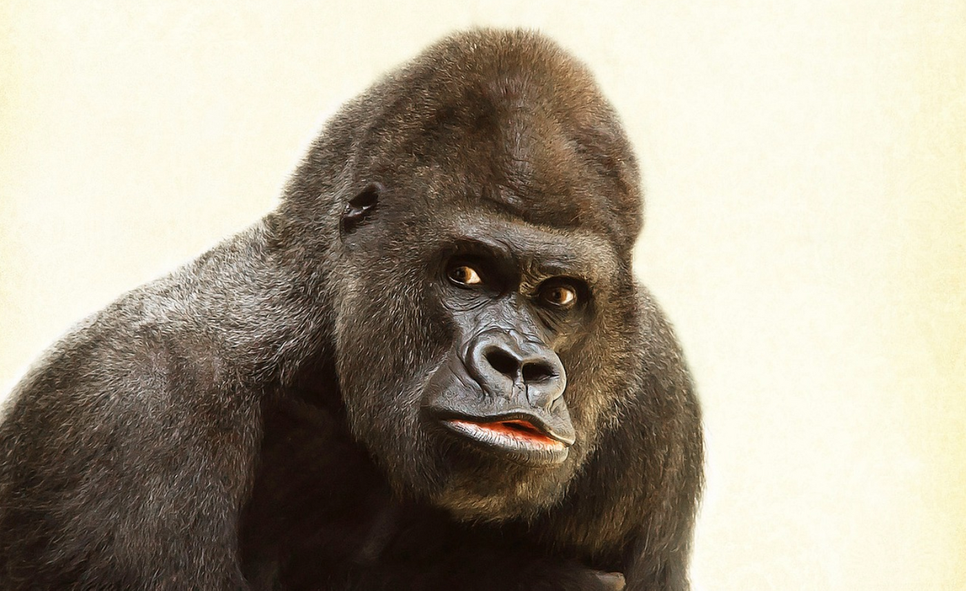 Image credit: Pixabay