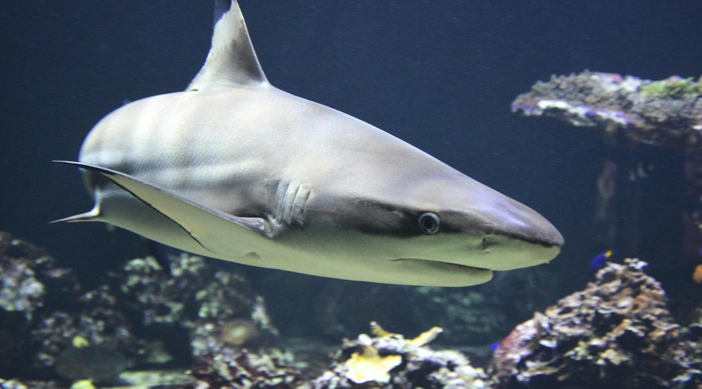 Shark / Image credit: Pixabay