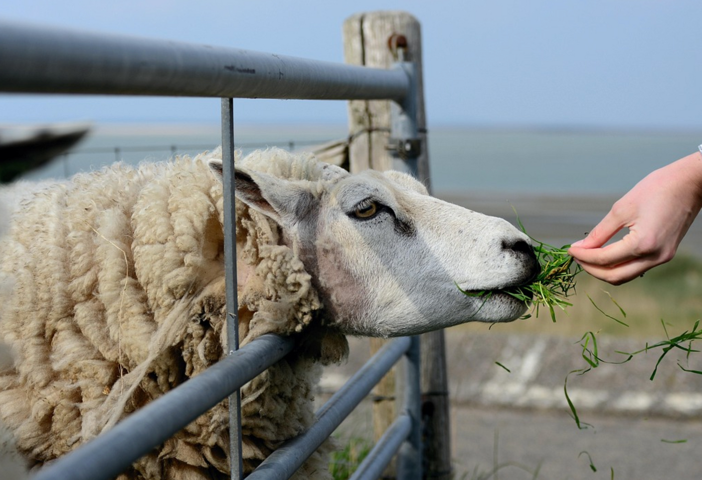 Image credit: Pixabay