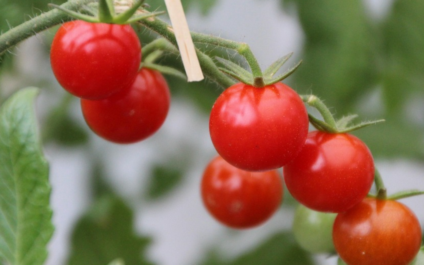 Image credit: Pixabay