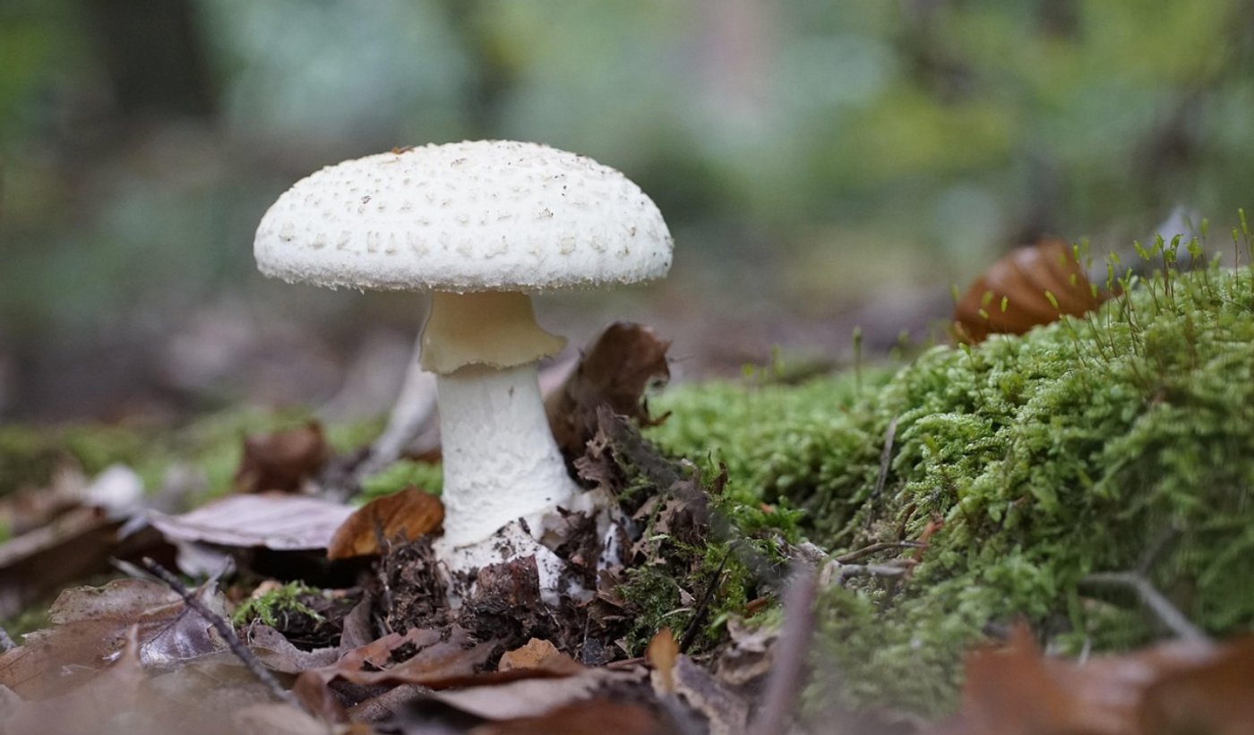 Mushroom / Image credit: Pixabay