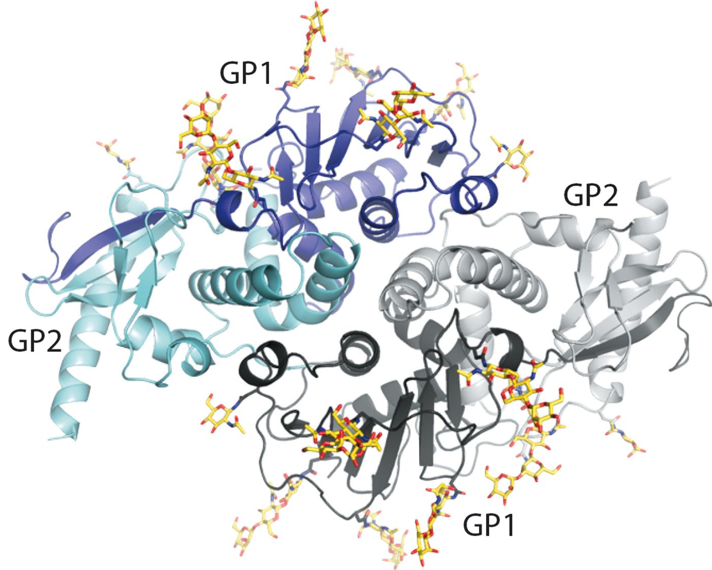 The new structure gives scientists a new view of lymphocytic choriomeningitis virus (LCMV), a virus present on every continent except Antarctica.