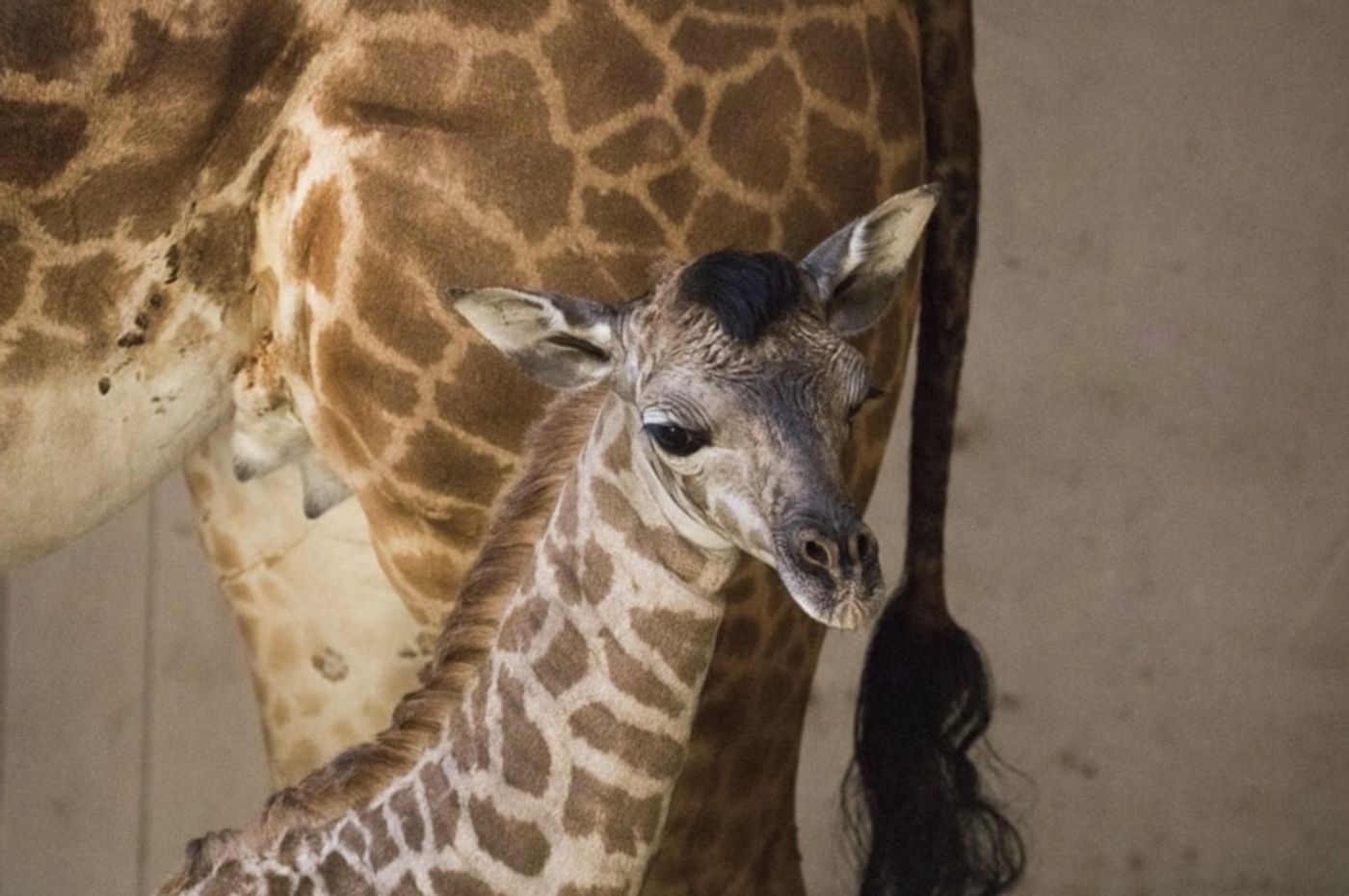 Meet the new baby giraffe from Santa Barbara Zoo.