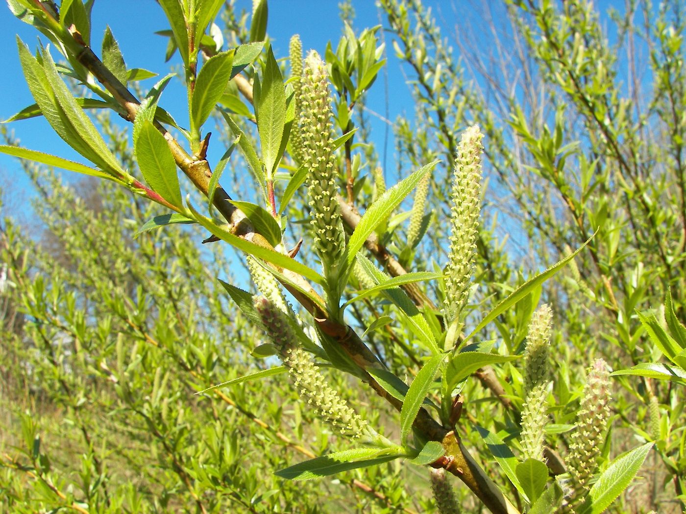 Salix Alba / Credit: Wikimedia Commons