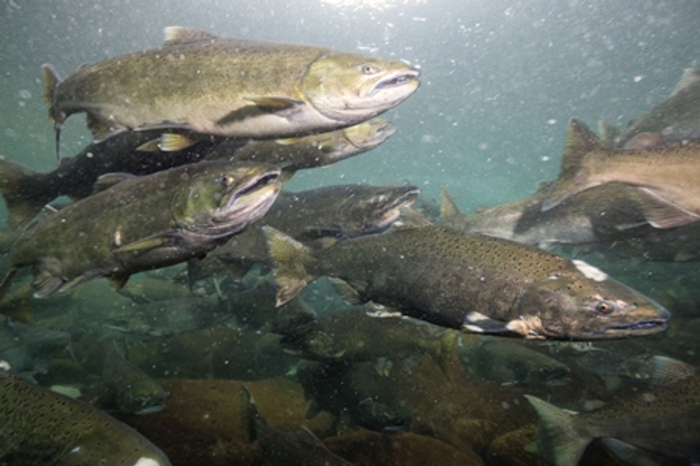 Decaying Salmon Bodies Help Younger Populations Thrive | Plants And Animals