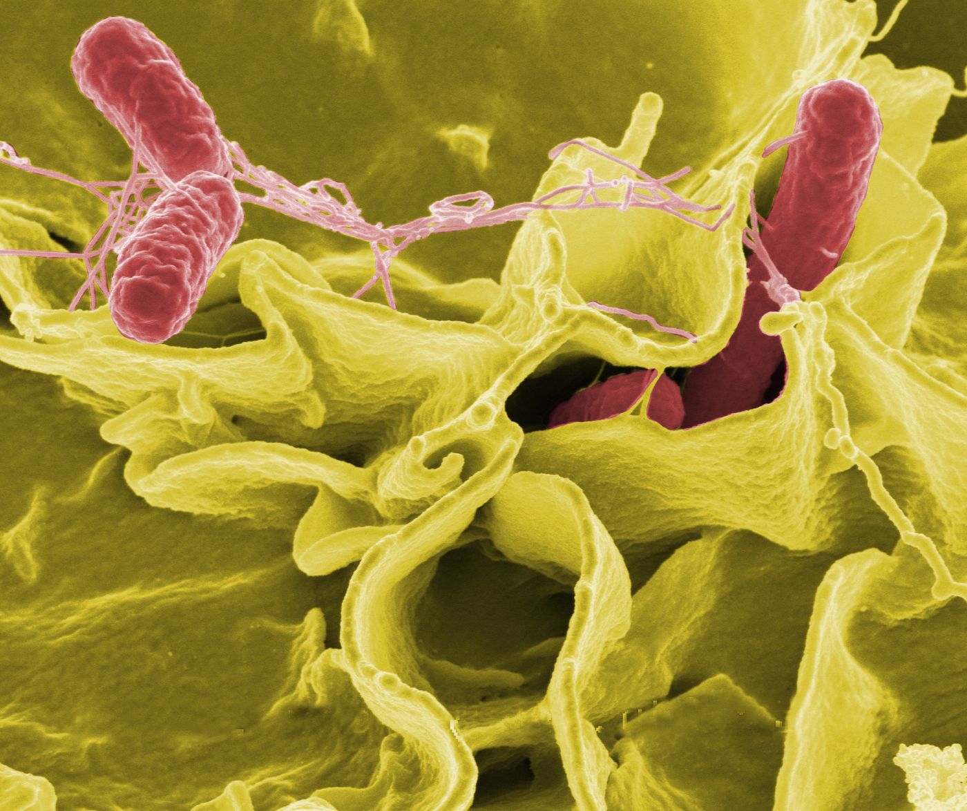 Color-enhanced scanning electron micrograph showing Salmonella Typhimurium (red) invading cultured human cells./ Credit: Rocky Mountain Laboratories, NIAID, NIH