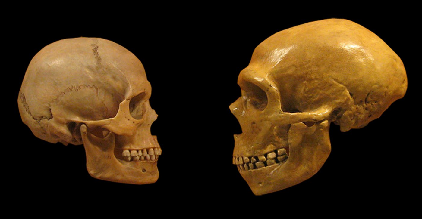Comparison of Modern Human and Neanderthal skulls from the Cleveland Museum of Natural History. / Credits: hairymuseummatt (original photo), DrMikeBaxter (derivative work)