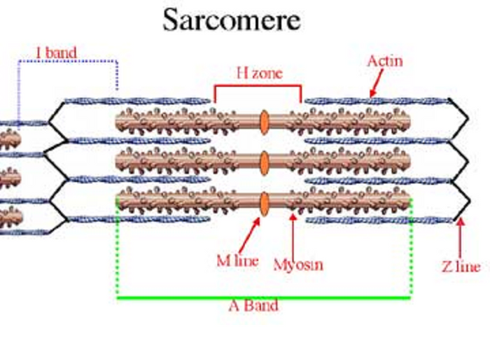 The sarcomeres, which are the contractile units of the muscle, are made up of several distinct regions which are discernable by electron microscopy.