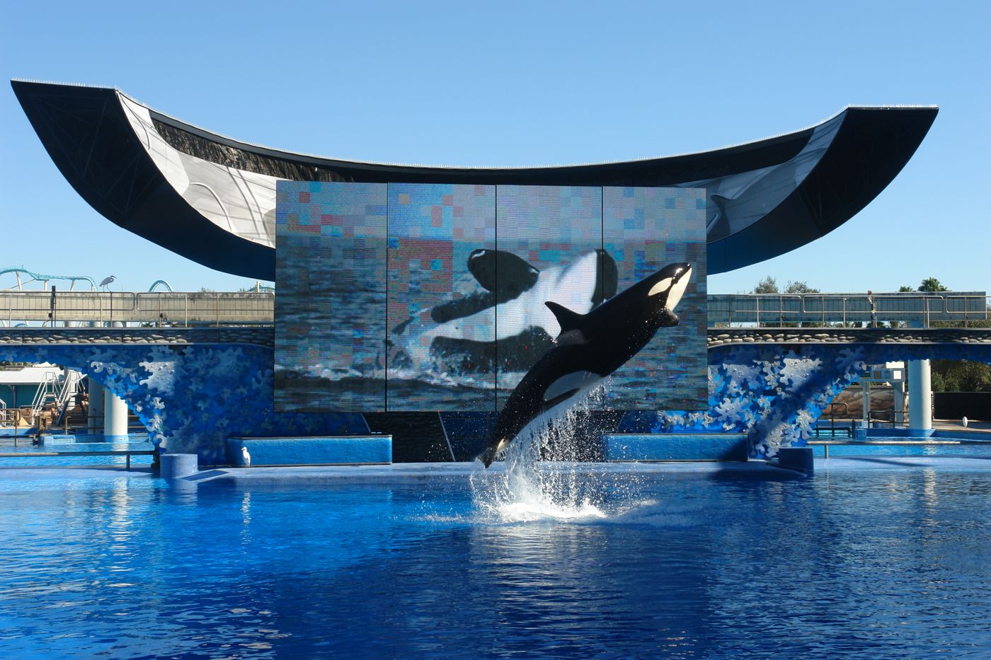 Sea World offers Orca shows at its various theme parks.