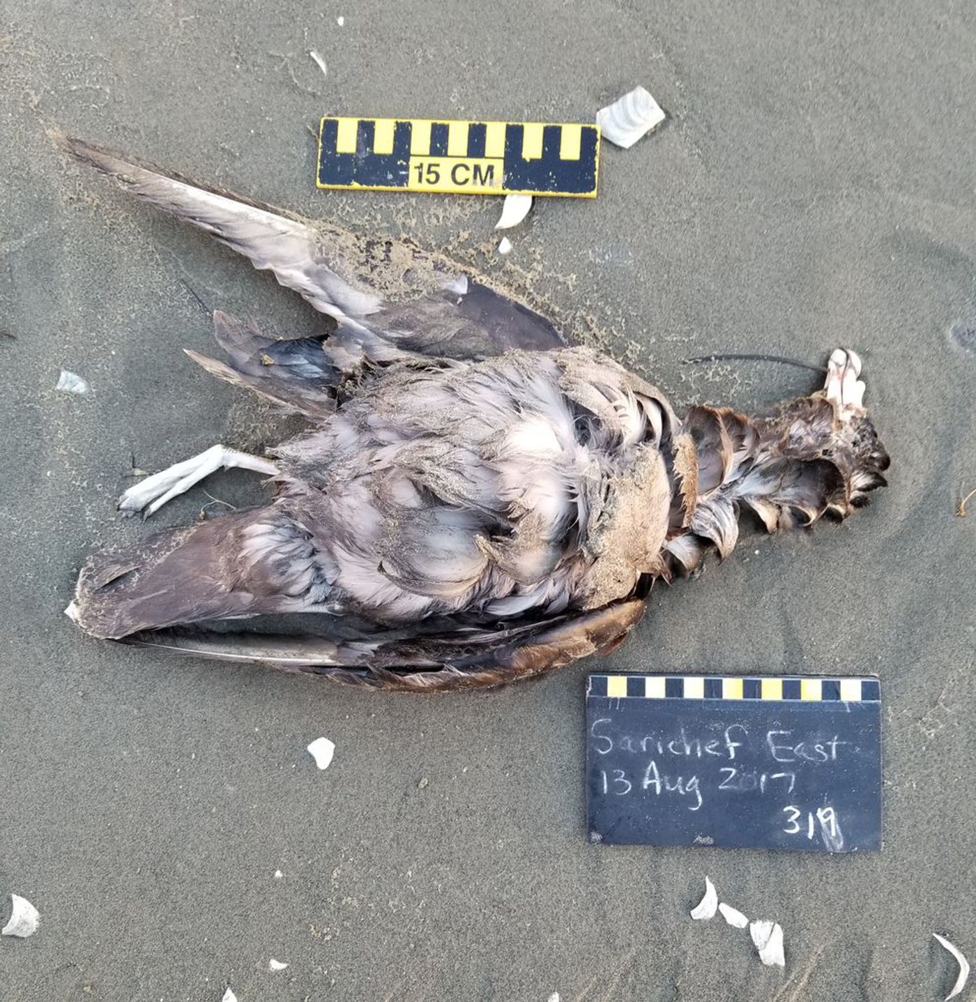 A dead northern fulmar was found near Shishmaref on August 13. Photo: Ken Stenek / Coastal Observation and Seabird Survey Team