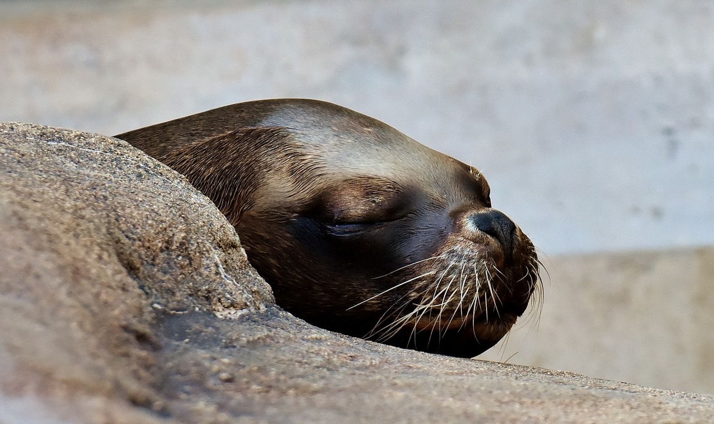 Baikal seals are tiny, and at least 130 have been found deceased in Russia for unknown reasons.