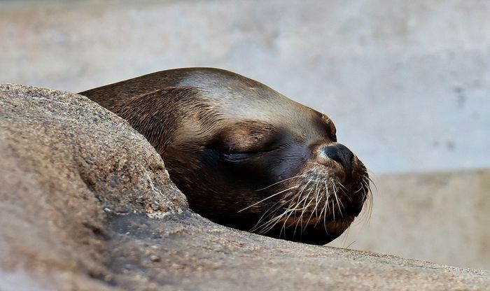 Baikal seals are tiny, and at least 130 have been found deceased in Russia for unknown reasons.