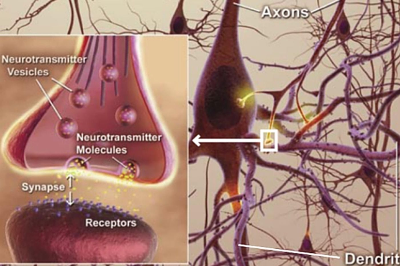 Capturing synaptic activity with new imaging