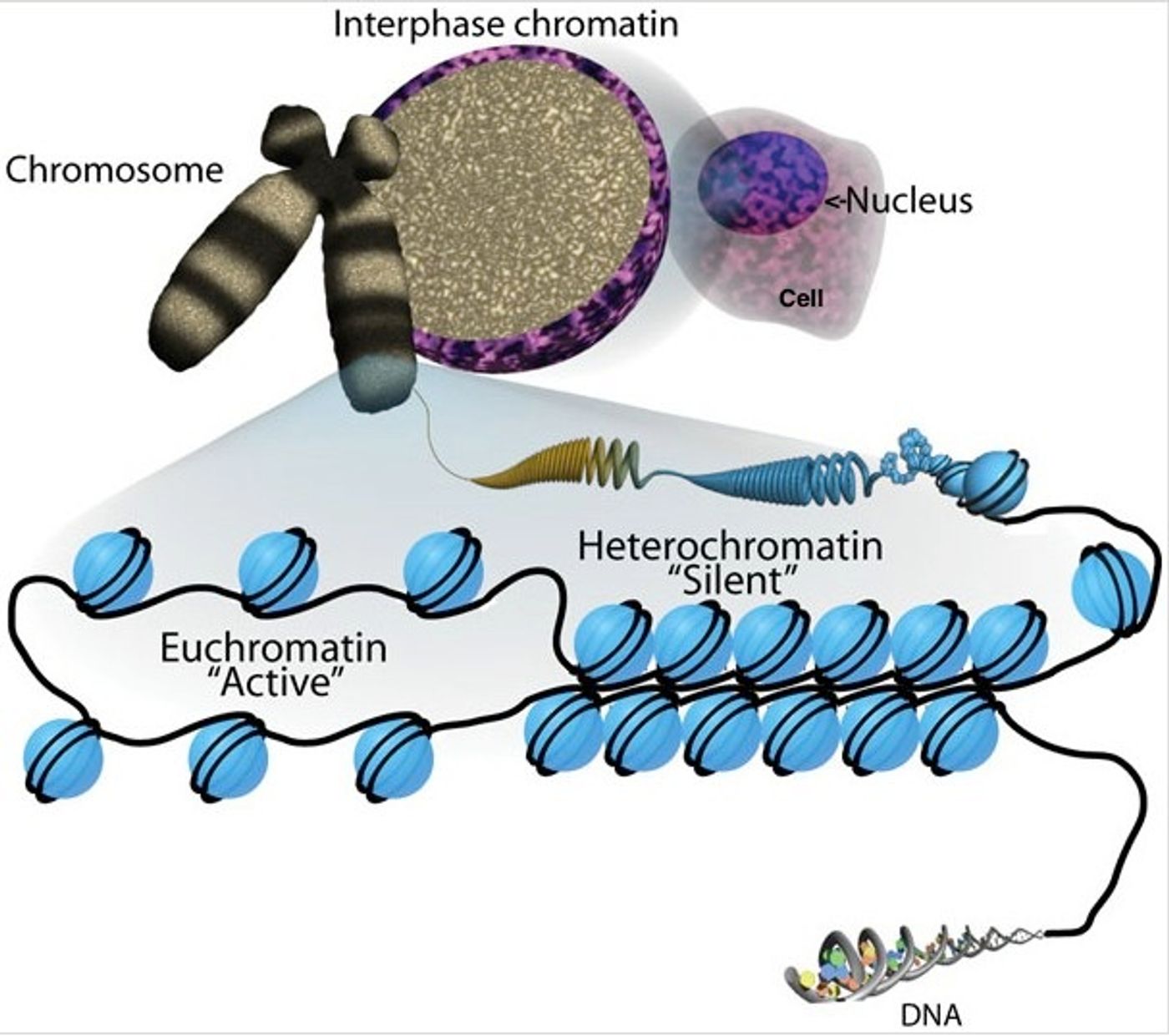 The level of organizational packing can have serious consequences on DNA-mediated processes like gene regulation. Euchromatin (loose or open chromatin) structure is permissible for transcription whereas heterochromatin (tight or closed chromatin) is more compact and inhibitory to factors that need to get access to the DNA template. By Sha, K. and Boyer, L. A., stemBook 2009