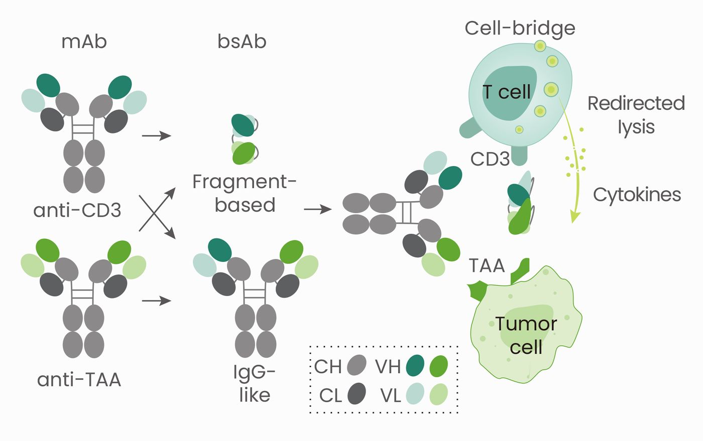 The New Era Of Bispecific Antibodies For Cancer Immunotherapy | Cancer