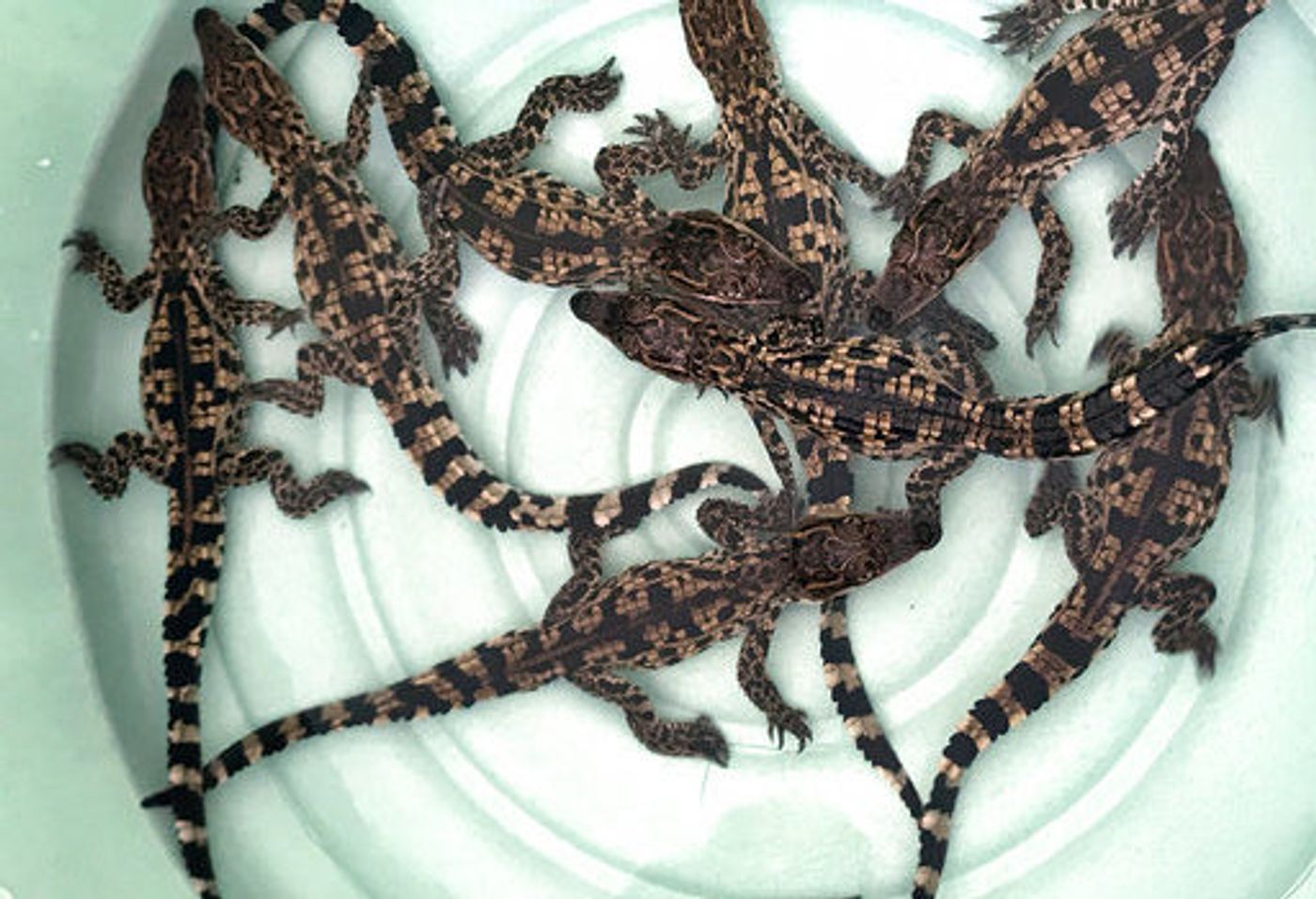 Nine Siamese crocodile hatchlings are photographed shortly after hatching in Cambodia.