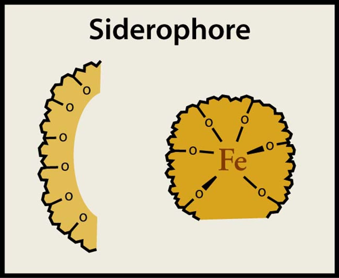 Siderophores bind and transport iron.