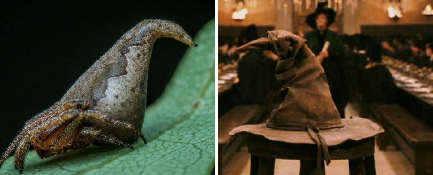 A new spider species out of India has been named after the Sorting Hat from Harry Potter due to an eerie resemblance.
