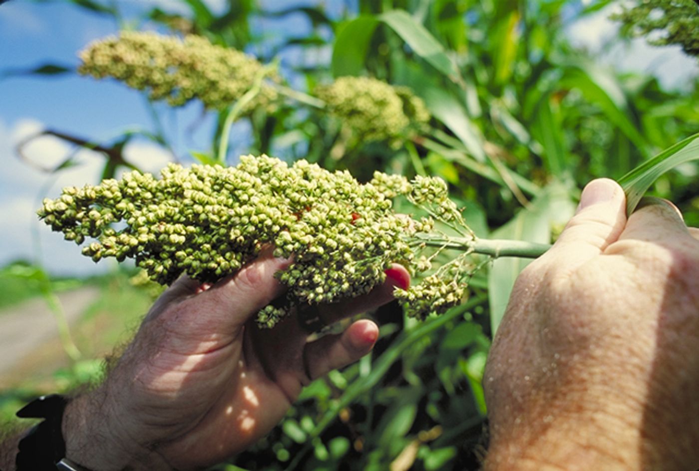 Grain Sorghum