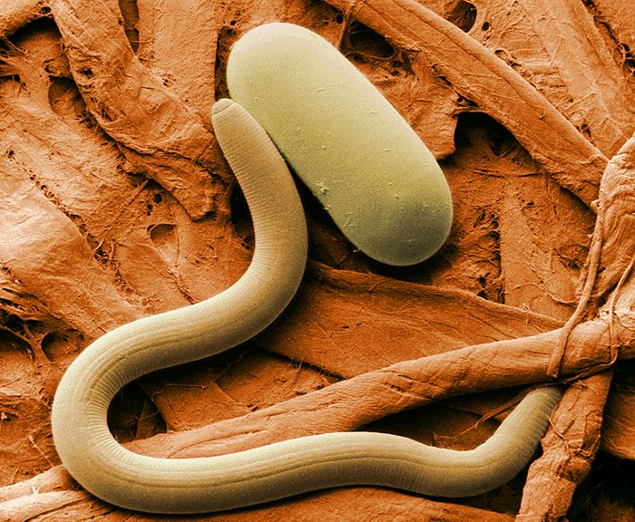An example of a nematode.