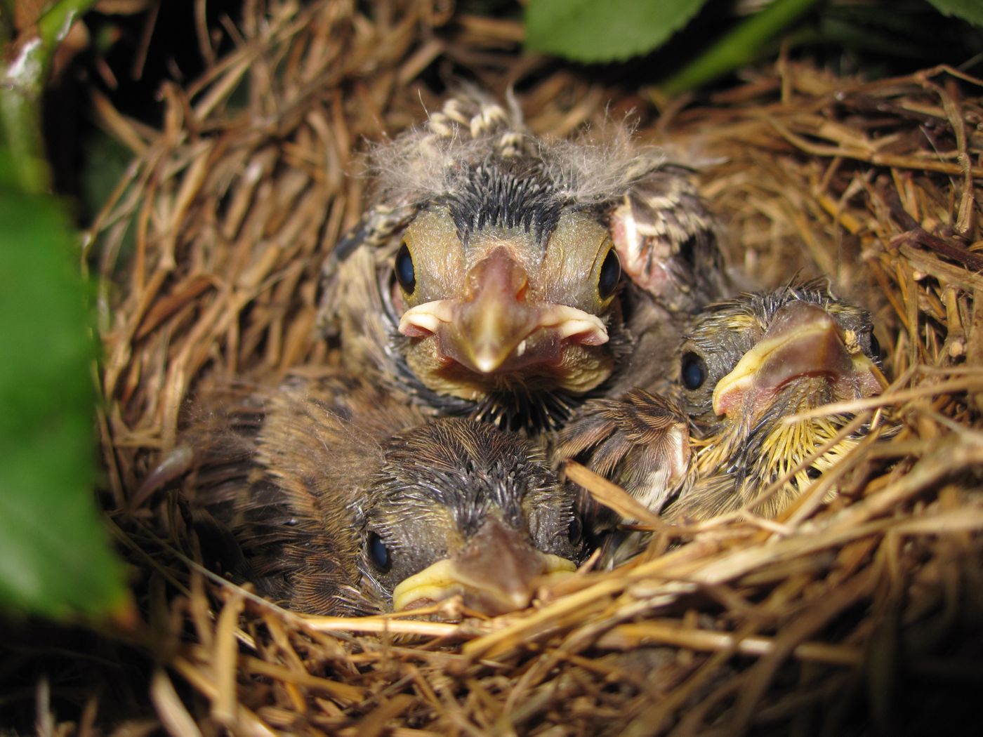Male sparrows retaliate to cheating partners by providing less food for the nest.